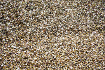 Natural shells background