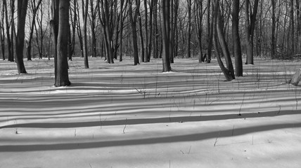 Лесная зона посёлка Подворки, Харьковская область (2012.02.11) снято фотоаппаратом Canon s5is