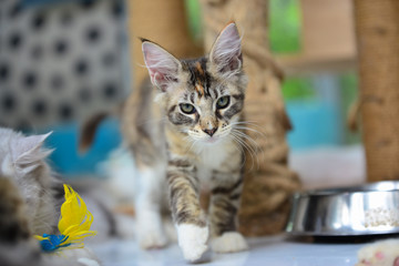 An adorable patched white tabby cat walking on the floor and looking  something at home in daytime lighting blurry background by another cat. 3 colors cat. Orange blue white kitten. Mean cat at home
