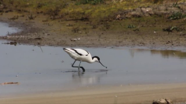 Avocet, Recurvirostra avosetta, actively feeding on the edge of a lake moving from left to right searching for food
