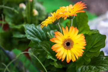 Orange gerbera flowers  with leaves