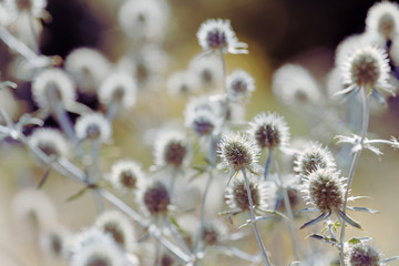 Obraz premium Close up of a dry Thistle flower in the garden a sunny day