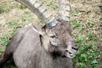 Capricorn Ibex Alpine Mammal Animal
