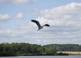  Heron flying a early morning at Hjälsta close to Stockholm