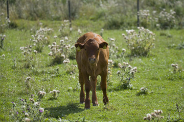 Cow on a meadow in the hot summer at Hj&auml;lsta, Stockholm