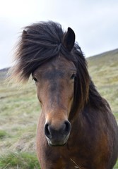 Portrait of an Icelandic horse, bay