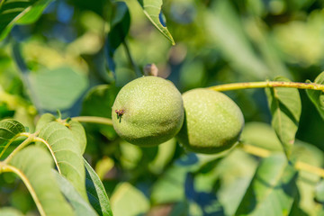 Close up of walnuts on tree branch