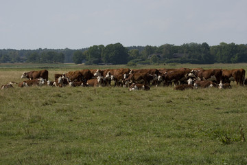 Cows on a meadow in the hot summer with a bird eating flies at Svartsjö, Stockholm