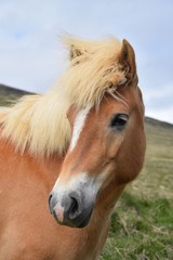 Fototapeta premium Portrait of an Icelandic horse, flaxen chestnut