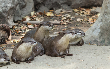 Oriental Small-clawed Otter.