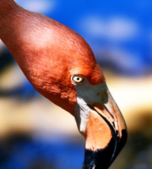 A closeup of a flamingo's head.