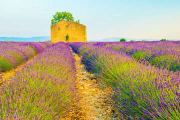 Fototapeta na wymiar Beautiful lavender fields during sunset fields in Valensole, Provence in France