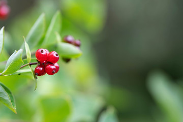 Obraz na płótnie Canvas red berries plant