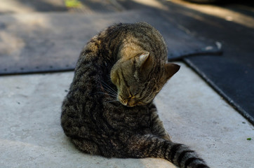 cat