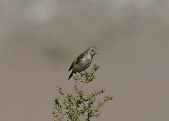 Female Goldfinch at its northern habitat border, in the summer , Stockholm, Sweden