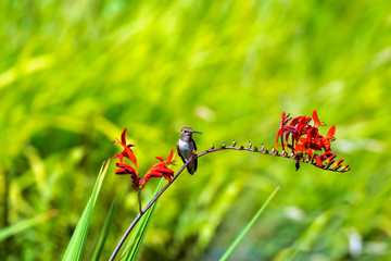 Rufous Hummingbird Perched on Flower Stalk in garden