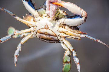 Blue crab eats meat on the river