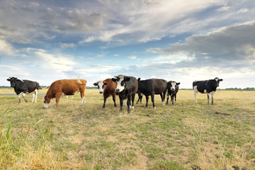 cattle on pasture over blue sky