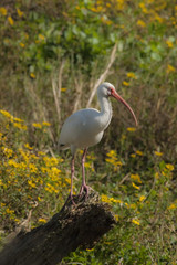 Wading birds