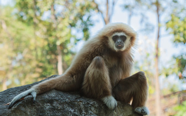The gibbon looking something.