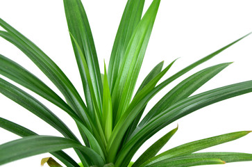 pandan leaves  or Pandanus amaryllifolius is a tropical plant in pot with white background.
Pandanus are used for food coloring Or flavors of food.