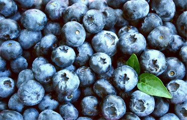 Blueberries with full frame for wallpaper or texture.
Blueberries are Low in Calories, But High in Nutrients.