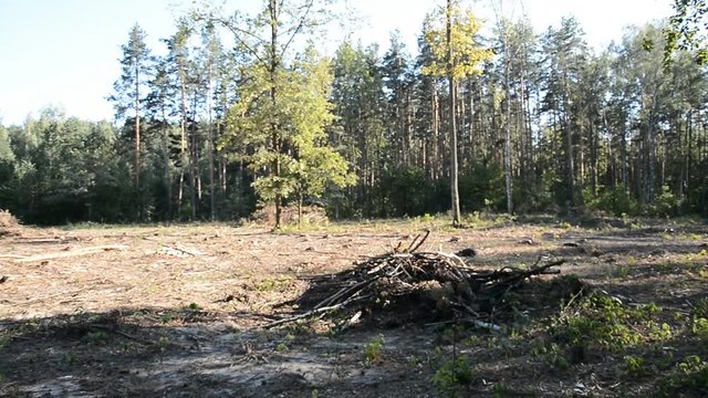 deforestation summer landscape hd 1080 footage