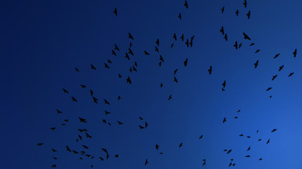 Птицы в небе