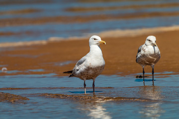 Seagulls walking across the beach and ocean in a coastal town