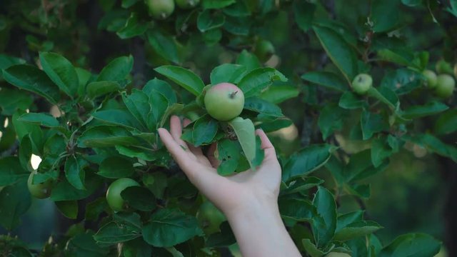 beautiful female hands touch apples growing on trees. video at sunset. 4K