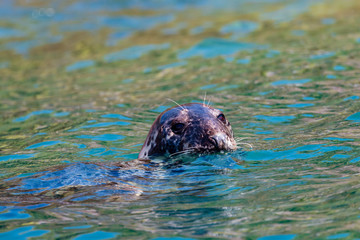 Fototapeta premium A large Atlantic Grey Seal resting in the ocean off the British coast
