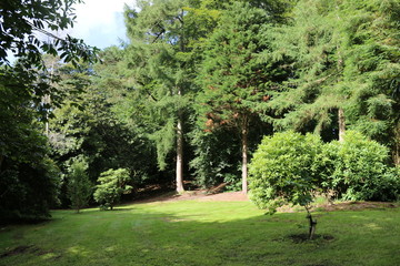 Tall pine trees in an English stately home grounds. Tall pine trees from the grounds of a stately...