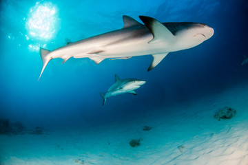 Naklejka premium Caribbean reef shark at the Bahamas