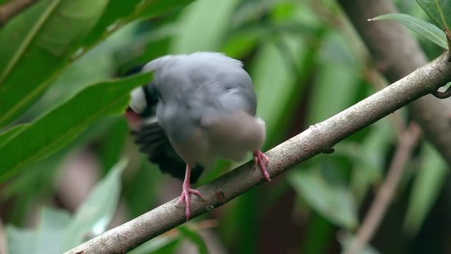 Java sparrow cleaning its feathers with beak. Cute little exotic bird sitting on tree branch and preening against green foliage on background. Wild avian species of Indonesia in natural habitat.