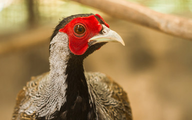 Close-up of the head of Golden pheasant.