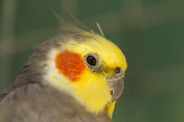 Cockatiel bird closeup view.