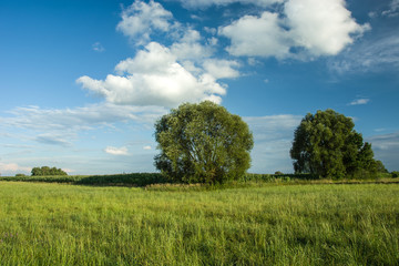 Big trees on a green meadow, white clouds and blue sky