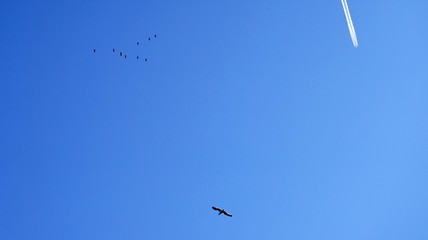 Aves en formación