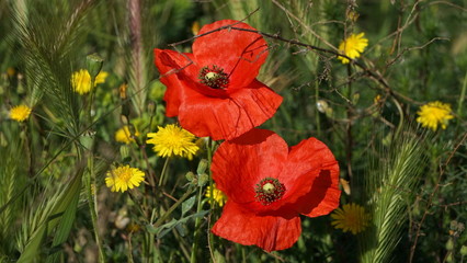 Amapolas