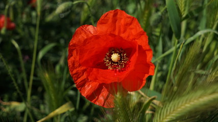 Amapola