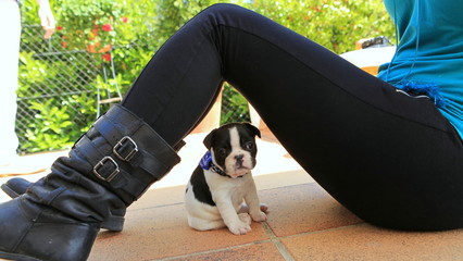Cachorro mirando c&aacute;mara bajo piernas due&ntilde;a