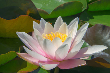 Pink water lilies