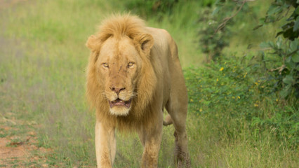 Male lion with light colored mane walking