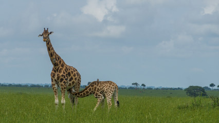 Giraffe nursing its calf