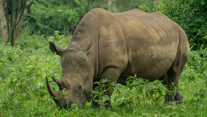 Fototapeta premium Black Rhino walking in the bush green season