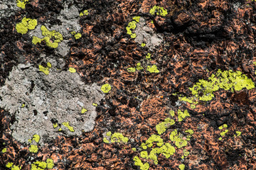 The texture of a stone covered with moss