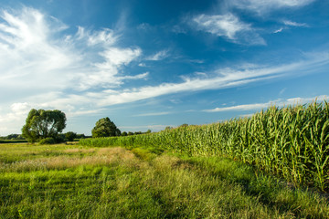 Green meadow, corn field and white clouds in the sky