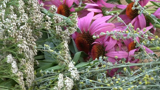 Rotating fresh echinacea coneflower and milfoil medical flowers on bamboo mat