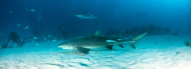 Fototapeta premium Lemon shark at the Bahamas