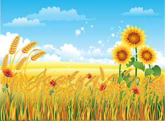 Natural landscape with a wheat field and sunflowers © Sergey Kishan